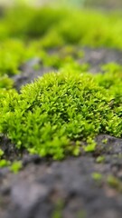 green moss on the stone in the morning