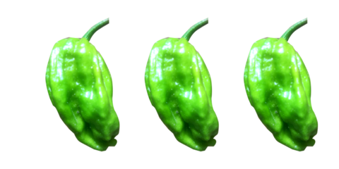 "King Chilli," also known as Bhut Jolokia or Ghost Pepper. Naga king . king cobra chilli. Ghost pepper.