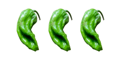 "King Chilli," also known as Bhut Jolokia or Ghost Pepper. Naga king . king cobra chilli. Ghost pepper.