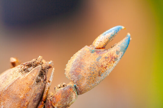 Colourful claw and shell of yabby