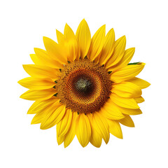 Golden Sunflower Bloom Isolated on PNG Transparent Background
