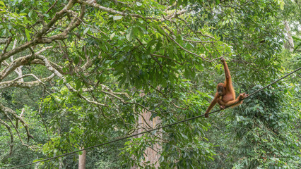 An orangutan sits on a tightrope in a bizarre pose. He holds on to branches and rope with his hands and feet. Lush tropical green vegetation. Malaysia. Borneo. Sepilok Orangutan Rehabilitation Centre © Вера 