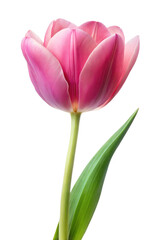 Naklejka premium Pink tulip isolated on transparent background. Png