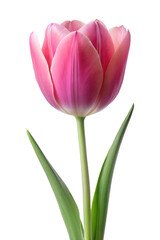 Pink tulip isolated on transparent background. Png