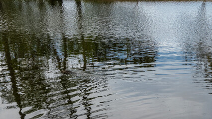 A wild monitor lizard swims in a pond. A head is visible above the surface. Ripples, reflections on the calm, shiny water. Malaysia.