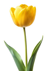 Yellow tulip isolated on transparent background. Png