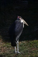 横向きで立つアフリカハゲコウ