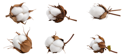 Cotton Bolls on PNG Background