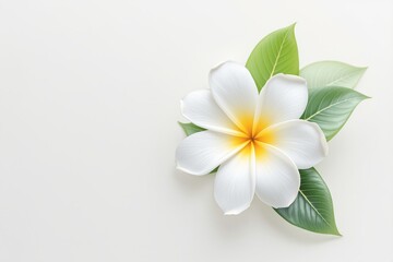 Fototapeta premium White and yellow plumeria flower with green leaves on light background.