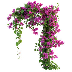 3D Rendered Bougainvillea Plant with Magenta Blossoms Isolated on Transparent Background