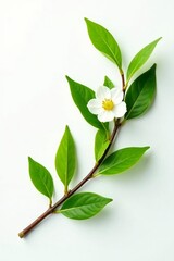Fototapeta premium Fresh green tea branch with leaves and flowers on white background, botanical, herbal, green
