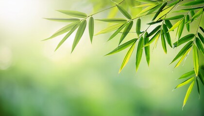 Fototapeta premium abstract green spring background with bamboo leaf branch isolated on slow motion bokeh sunlight idyllic motion design nature scene with copy space
