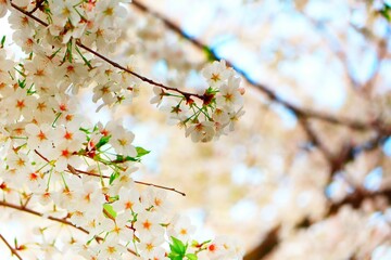 春を感じる桜