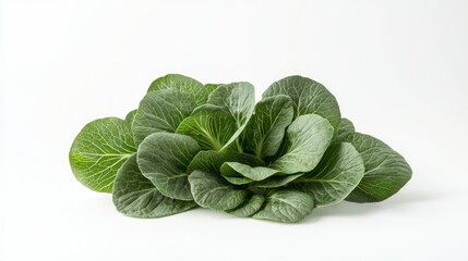 Fototapeta premium Bok choy isolated on white background