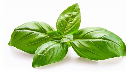 seasoning herb fresh leaves basil isolated on transperent background