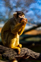 Squirrel Monkey Enjoying a Snack