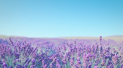 Naklejka premium Lavender field in Provence