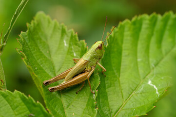 A closeup of a meadow grasshopper, Pseudochorthippus parallelus perched on a green leaf