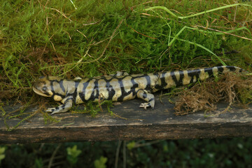 Closeup on an adult Barred tiger salamander, Ambystoma mavortium