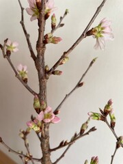 SAKURA5