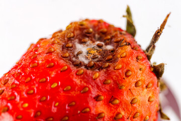 Spoiled strawberry discovery kitchen food indoor close-up freshness dilemma