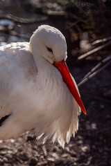 White Stork with Red Beak in Soft Light
