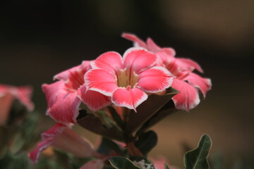 Desert Rose