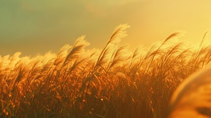 Golden Hour Pampas Grass Field: A Sunset Symphony