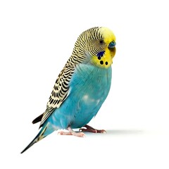 Fototapeta premium the green parrot on the branch white background.