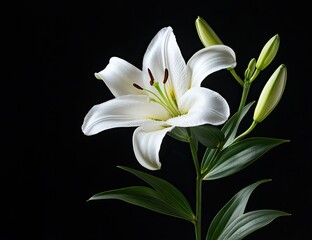 Fototapeta premium Elegant white lily on black background