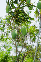 Harvesting mangoes tropical orchard nature lush green environment close-up view fruit cultivation