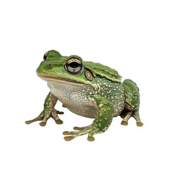 Obraz premium A striking green frog poses against a showcasing its vibrant skin and unique markings Isolated view of amphibian