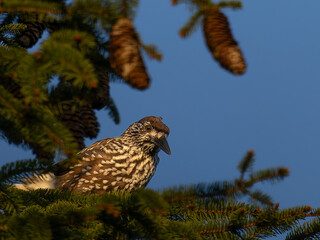 Tannenhäher in der Morgensonne