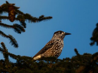Tannenhäher im Morgenlicht