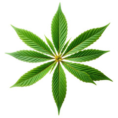 cannabis leaf isolated on white