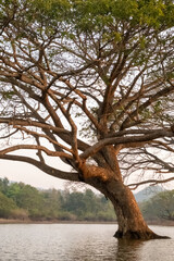 A stunning view of a giant rain tree standing gracefully in the calm waters of Mae Ngat Dam, Phrao District, Chiang Mai