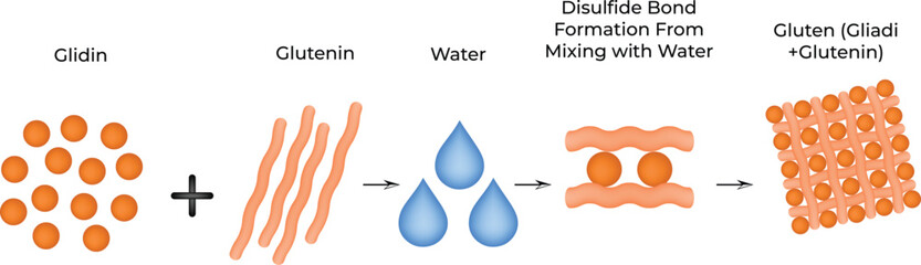 Gluten formation process from gliadin and glutenin proteins with water