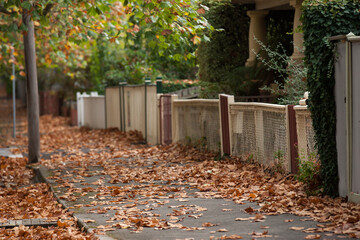 Autumn leaves on a tree lined footpath