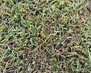 Grass texture background vector. Grass, background, texture, green, vector, nature, illustration, summer, field. Can use for infographic, banner, poster, web design. 