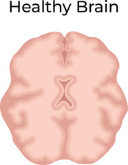 Healthy Human Brain Vector Illustration