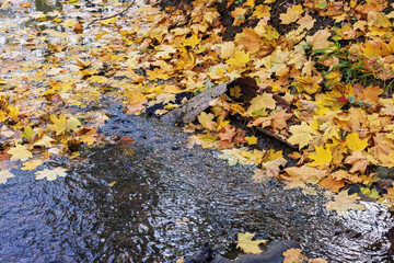 Colorful autumn leaves float peacefully on the surface of a gentle stream