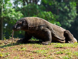 The Komodo dragon (Varanus komodoensis), also known as the Komodo monitor, is a large reptile of the monitor lizard family Varanidae that is endemic to the Indonesian islands of Komodo.