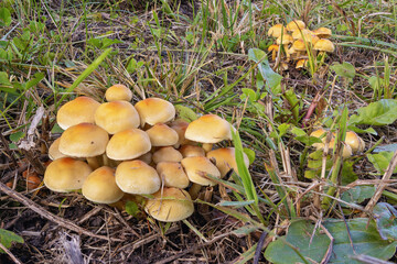 Hypholoma lateritium mushrooms growing in a grassy field on a sunny afternoon
