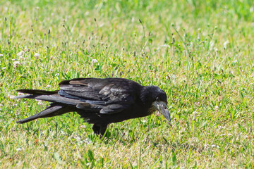 A black crow feeding on green grass in a park setting on a sunny day