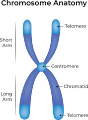 Chromosome Anatomy A detailed illustration of chromosome structure with key components labeled