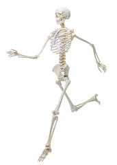 Artificial human skeleton model isolated on white