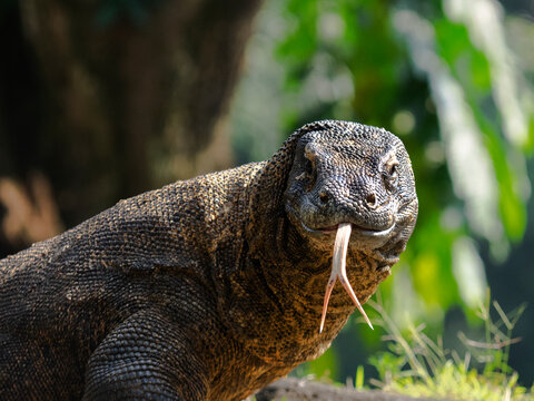 The Komodo dragon (Varanus komodoensis), also known as the Komodo monitor, is a large reptile of the monitor lizard family Varanidae that is endemic to the Indonesian islands of Komodo.