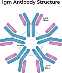 IgM Antibody Structure A Pentameric Immunoglobulin Vector Illustration
