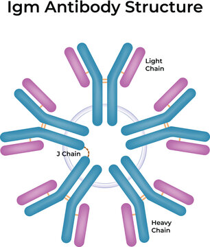 IgM Antibody Structure A Pentameric Immunoglobulin Vector Illustration