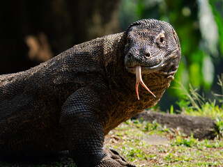 The Komodo dragon (Varanus komodoensis), also known as the Komodo monitor, is a large reptile of the monitor lizard family Varanidae that is endemic to the Indonesian islands of Komodo.